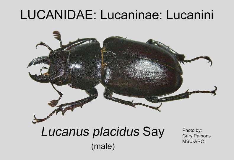 LUCAN-LUCAN Lucanus placidus male GP MSU-ARC.jpg