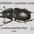 LUCAN-LUCAN Lucanus placidus male GP MSU-ARC