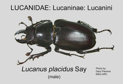 LUCAN-LUCAN Lucanus placidus male GP MSU-ARC