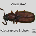 CUCU Pediacus fuscus GP MSU-ARC
