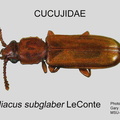 CUCU Pediacus subglaber GP MSU-ARC