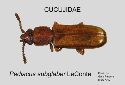 CUCU Pediacus subglaber GP MSU-ARC