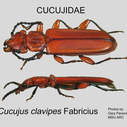Cucujidae
