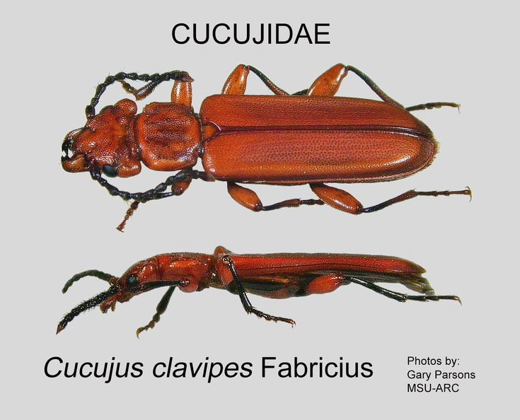 CUCU Cucujus clavipes GP MSU-ARC.jpg