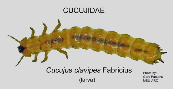 CUCU Cucujus clavipes larva GP MSU-ARC