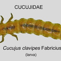 CUCU Cucujus clavipes larva GP MSU-ARC