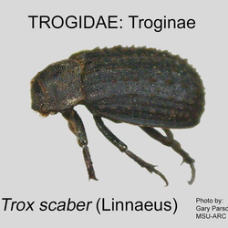 Trogidae