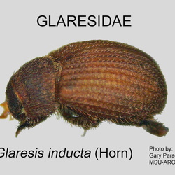 Glaresidae
