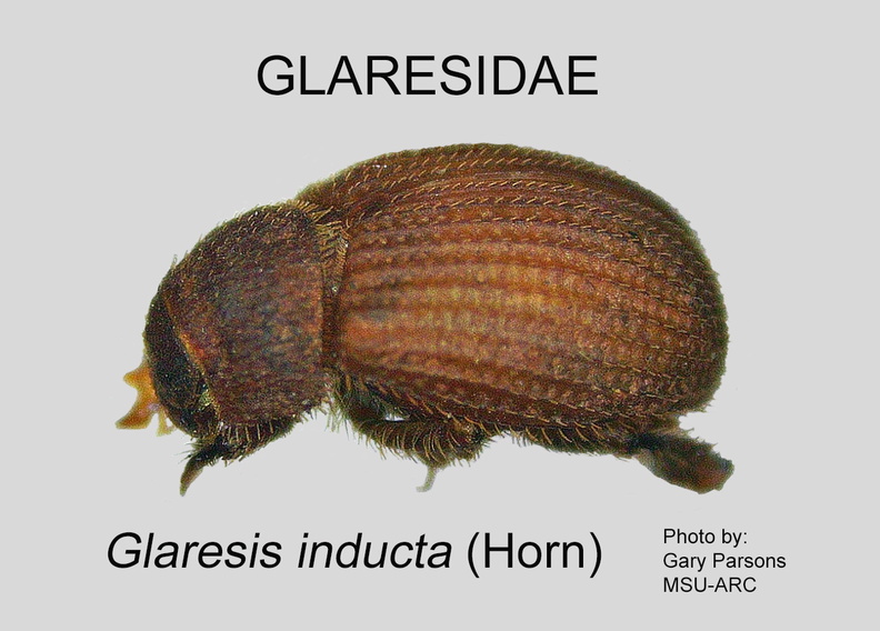 GLAR Glaresis inducta GP MSU-ARC.jpg