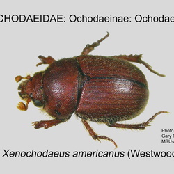 Ochodaeidae