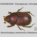 OCHO-OCHO Xenochodaeus americanus GP MSU-ARC