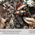 NICR-NICR Nicrophorus americanus KI photo