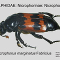 NICR-NICR Nicrophorus marginatus GP MSU-ARC