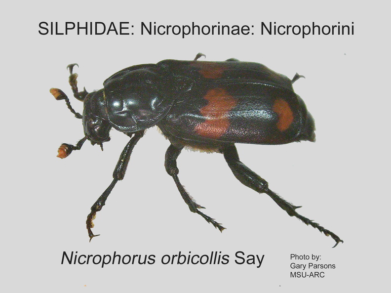 NICR-NICR Nicrophorus orbicollis GP MSU-ARC.jpg