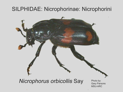 NICR-NICR Nicrophorus orbicollis GP MSU-ARC