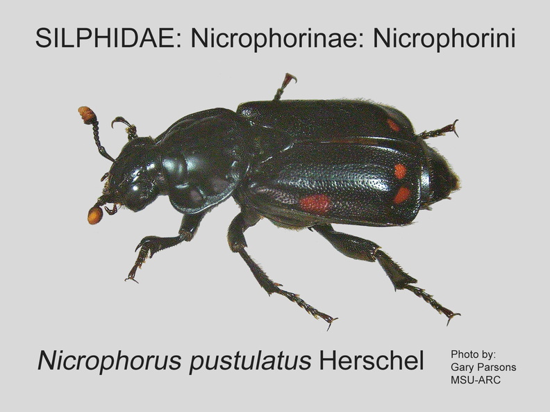 NICR-NICR Nicrophorus pustulatus GP MSU-ARC.jpg