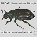 NICR-NICR Nicrophorus pustulatus GP MSU-ARC