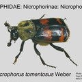 NICR-NICR Nicrophorus tomentosus GP MSU-ARC