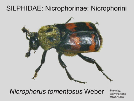 NICR-NICR Nicrophorus tomentosus GP MSU-ARC