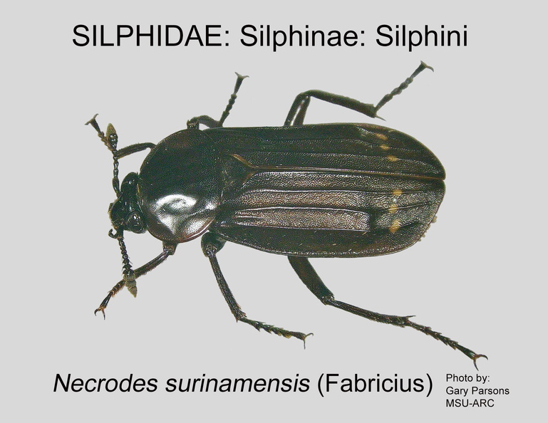 SILP-SILP Necrodes surinamensis GP MSU-ARC.jpg