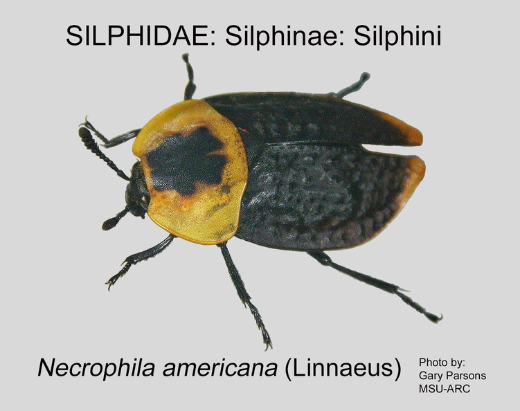 SILP-SILP Necrophila americana GP MSU-ARC.jpg