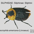 SILP-SILP Necrophila americana GP MSU-ARC