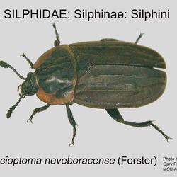 Silphidae