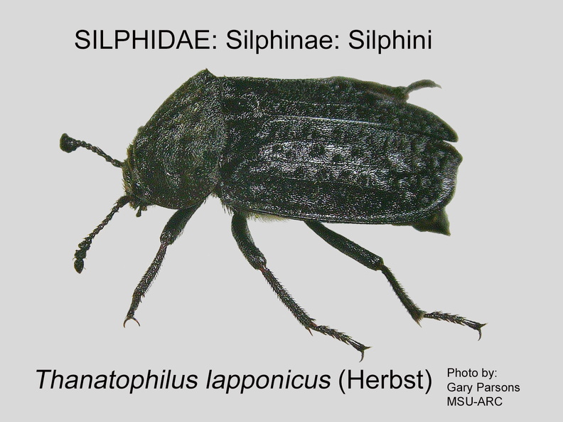SILP-SILP Thanatophilus lapponicus GP MSU-ARC.jpg