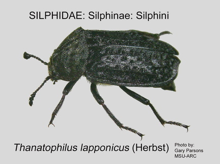 SILP-SILP Thanatophilus lapponicus GP MSU-ARC