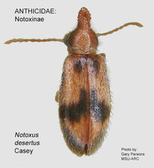 NOTOXINAE Notoxus desertus 2 GP MSU-ARC 