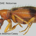 NOTOXINAE Notoxus desertus 1 GP MSU-ARC 