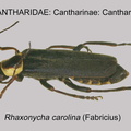 CANT-CANT Rhaxonycha carolinus GP MSU-ARC