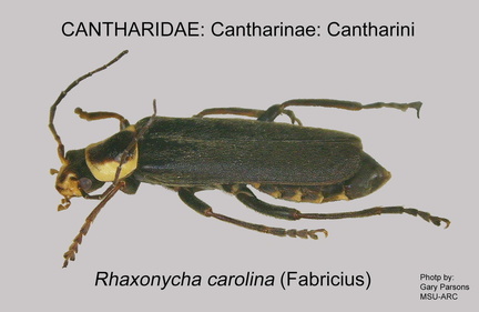 CANT-CANT Rhaxonycha carolinus GP MSU-ARC