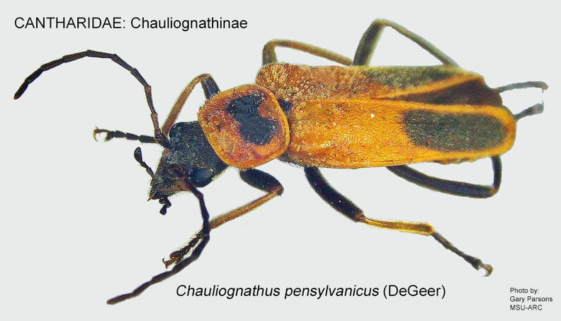 CHAUl-CHAUL Chauliognathus pensylvanicus 1 GP-ARC.jpg