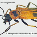 CHAUl-CHAUL Chauliognathus pensylvanicus 1 GP-ARC