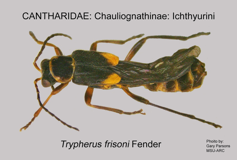 CHAUL-ICHTH Trypherus frisoni GP MSU-ARC