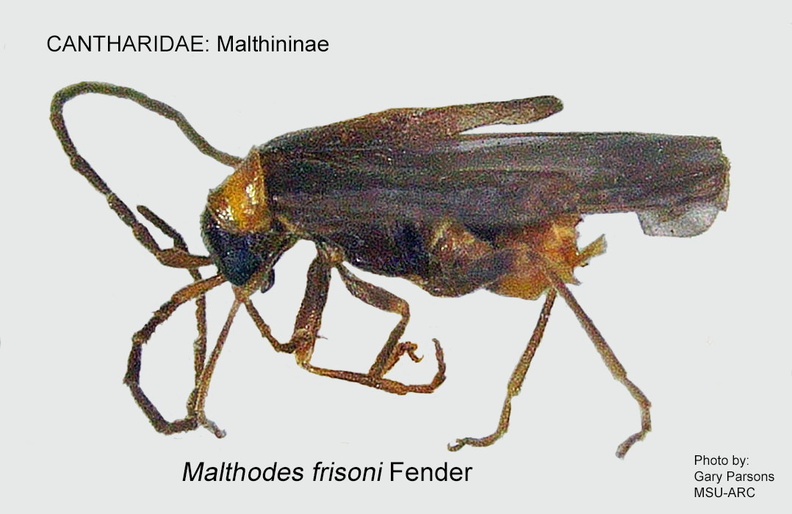 MALTH-MALTHO Malthodes frisoni GP-ARC.jpg