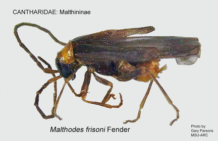MALTH-MALTHO Malthodes frisoni GP-ARC