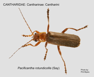 CANT-CANT Pacificanthia rotundicollis  PM