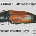 ELAT-AMPE Ampedus apicatus GP MSU-ARC