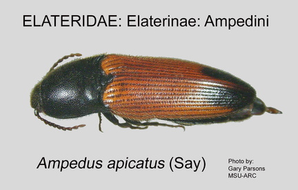 ELAT-AMPE Ampedus apicatus GP MSU-ARC