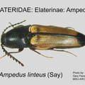 ELAT-AMPE Ampedus linteus GP MSU-ARC