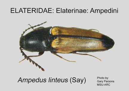 ELAT-AMPE Ampedus linteus GP MSU-ARC