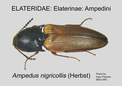 ELAT-AMPE Ampedus nigricollis GP MSU-ARC