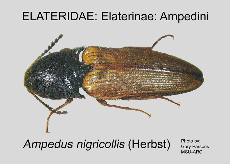ELAT-AMPE Ampedus nigricollis GP MSU-ARC.jpg