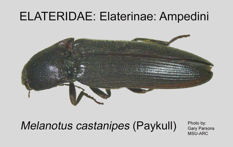 ELAT-AMPE Melanotus castanipes GP MSU-ARC.jpg
