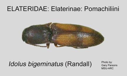 ELAT-POMA Idolus bigeminatus GP MSU-ARC