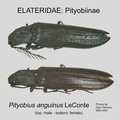 PITYO Pityobius anguinus GP MSU-ARC