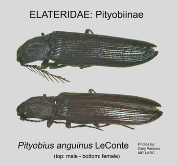 PITYO Pityobius anguinus GP MSU-ARC