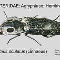 AGRY-HEMI Alaus oculatus GP MSU-ARC